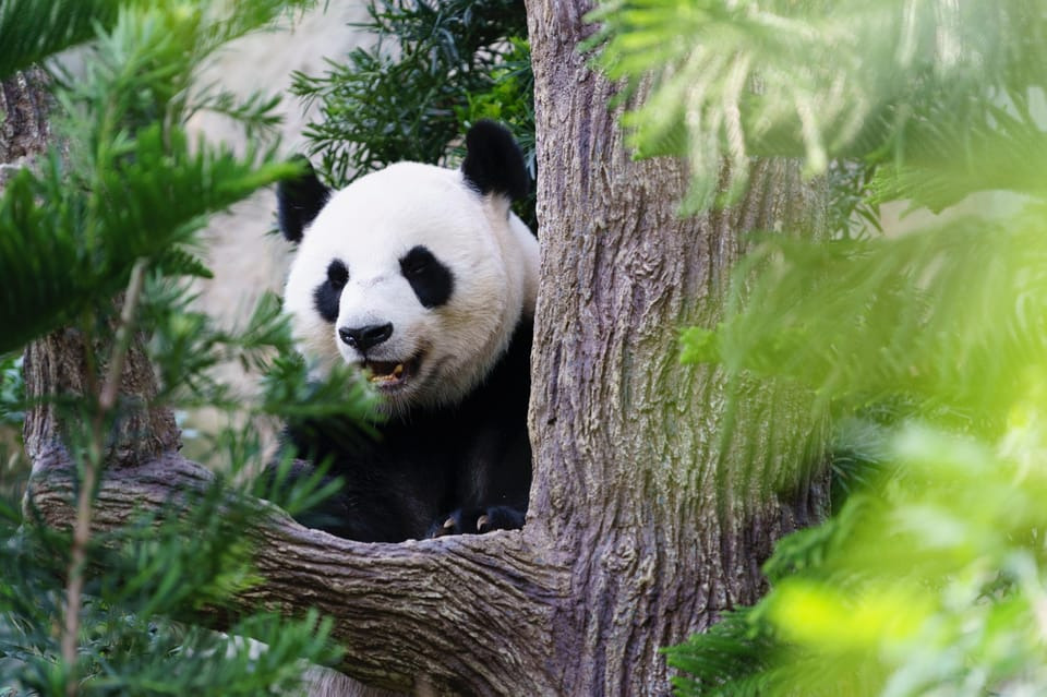 Beijing zoo